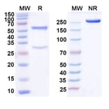 SDS-PAGE - Tamgiblimab Biosimilar - Anti-TIGIT Antibody - BSA and Azide free (A339152) - Antibodies.com