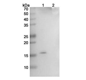 SDS-PAGE - Ginisortamab Biosimilar - Anti-Gremlin Antibody - BSA and Azide free (A339154) - Antibodies.com
