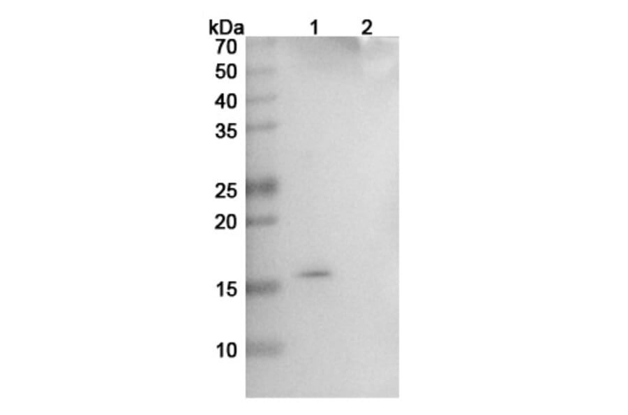 SDS-PAGE - Ginisortamab Biosimilar - Anti-Gremlin Antibody - BSA and Azide free (A339154) - Antibodies.com