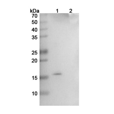 SDS-PAGE - Ginisortamab Biosimilar - Anti-Gremlin Antibody - BSA and Azide free (A339154) - Antibodies.com