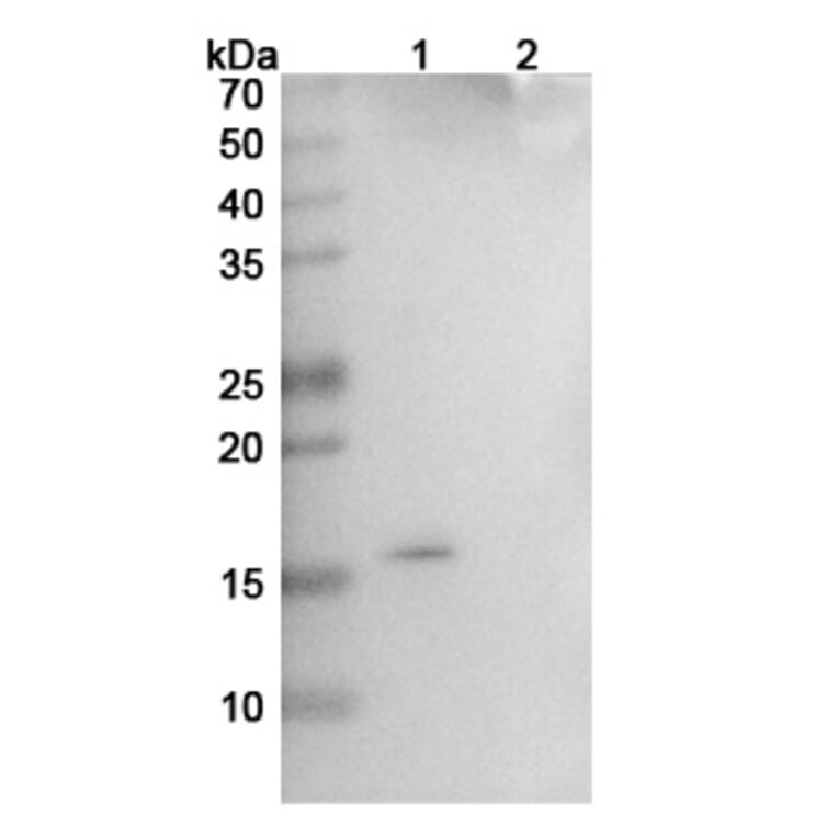 SDS-PAGE - Ginisortamab Biosimilar - Anti-Gremlin Antibody - BSA and Azide free (A339154) - Antibodies.com