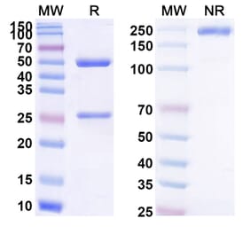 SDS-PAGE - Sotevtamab Biosimilar - Anti-Clusterin Antibody - BSA and Azide free (A339156) - Antibodies.com