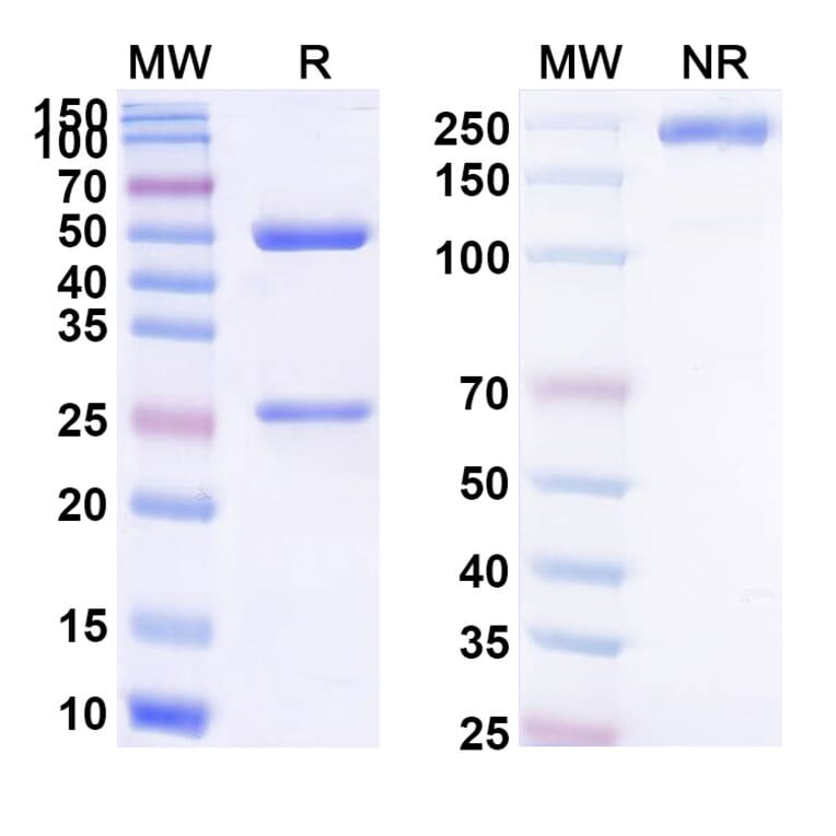 SDS-PAGE - Sotevtamab Biosimilar - Anti-Clusterin Antibody - BSA and Azide free (A339156) - Antibodies.com