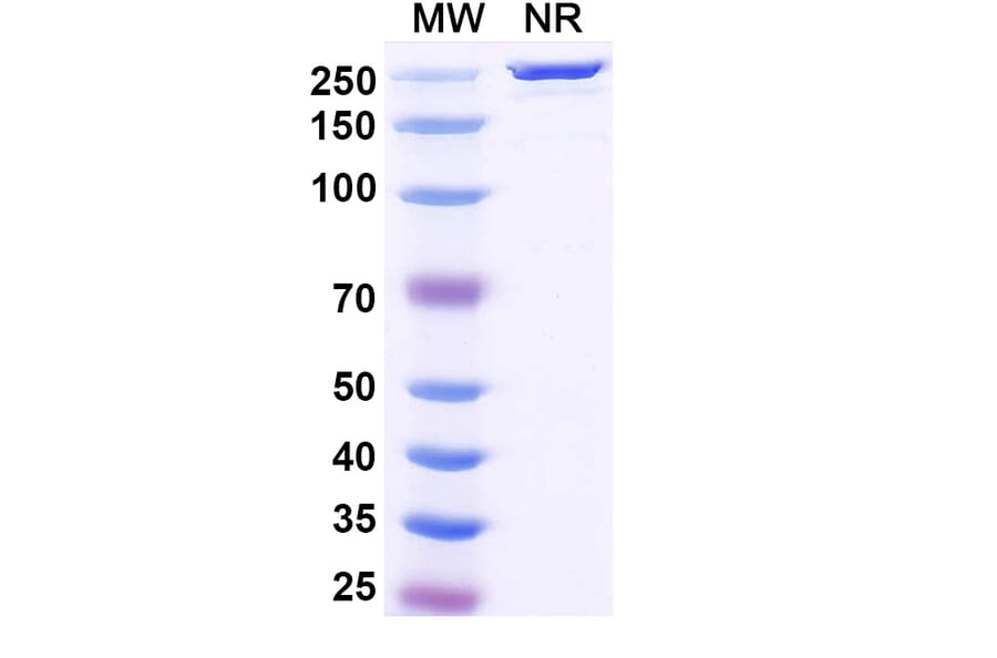 SDS-PAGE - Ulenistamab Biosimilar - Anti-ZG16B Antibody - BSA and Azide free (A339157) - Antibodies.com
