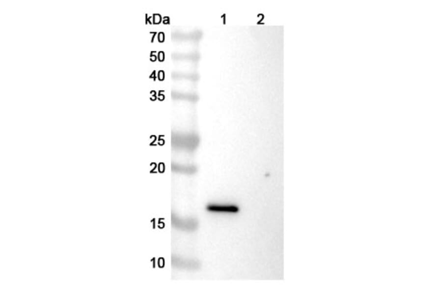 SDS-PAGE - Ivicentamab Biosimilar - Anti-CD37 Antibody - BSA and Azide free (A339158) - Antibodies.com