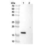 SDS-PAGE - Ivicentamab Biosimilar - Anti-CD37 Antibody - BSA and Azide free (A339158) - Antibodies.com