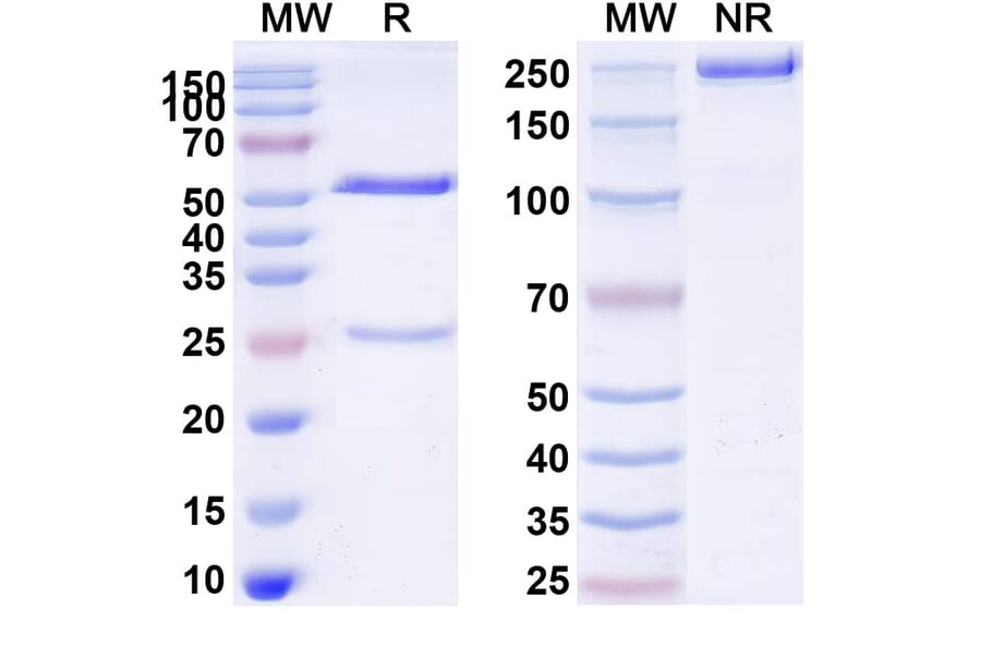 SDS-PAGE - Ivicentamab Biosimilar - Anti-CD37 Antibody - BSA and Azide free (A339158) - Antibodies.com