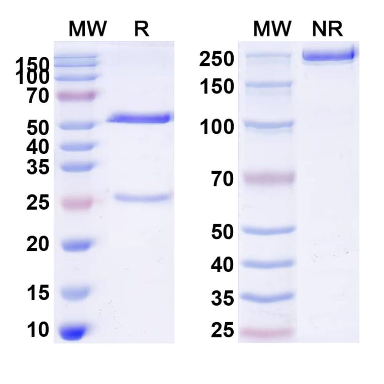 SDS-PAGE - Ivicentamab Biosimilar - Anti-CD37 Antibody - BSA and Azide free (A339158) - Antibodies.com
