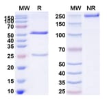 SDS-PAGE - Ivicentamab Biosimilar - Anti-CD37 Antibody - BSA and Azide free (A339158) - Antibodies.com