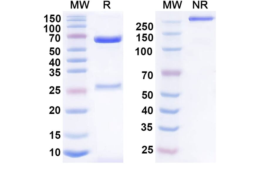 SDS-PAGE - Anumigilimab Biosimilar - Anti-G-CSFR Antibody - BSA and Azide free (A339160) - Antibodies.com