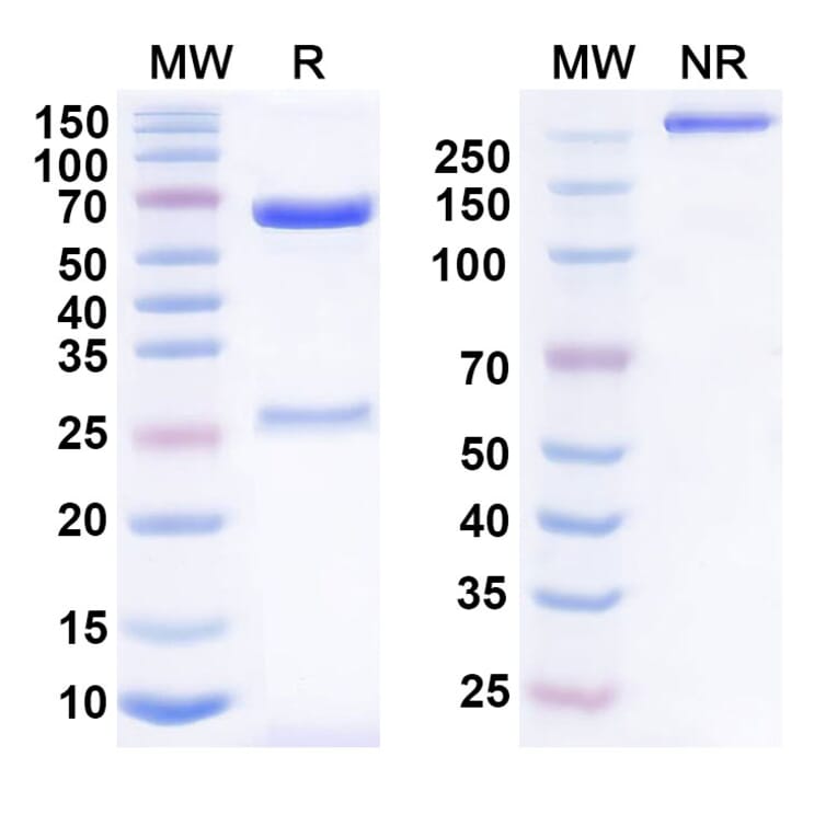 SDS-PAGE - Anumigilimab Biosimilar - Anti-G-CSFR Antibody - BSA and Azide free (A339160) - Antibodies.com