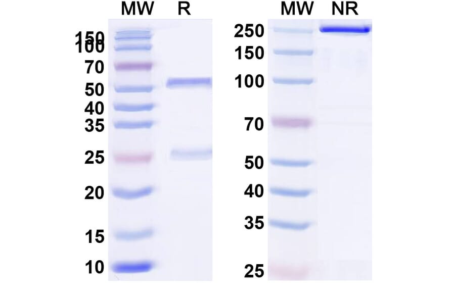 SDS-PAGE - Sirexatamab Biosimilar - Anti-DKK1 Antibody - BSA and Azide free (A339163) - Antibodies.com