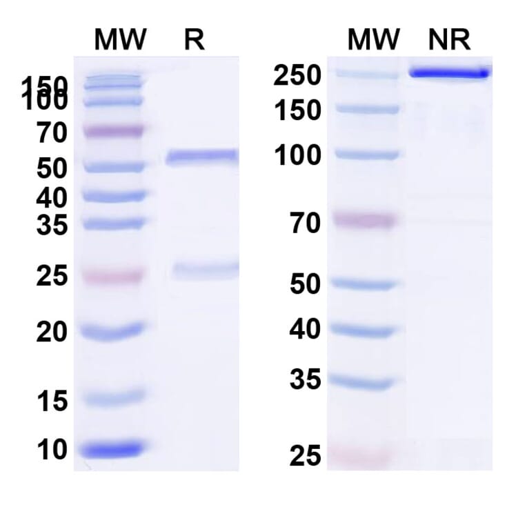 SDS-PAGE - Sirexatamab Biosimilar - Anti-DKK1 Antibody - BSA and Azide free (A339163) - Antibodies.com