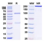 SDS-PAGE - Sirexatamab Biosimilar - Anti-DKK1 Antibody - BSA and Azide free (A339163) - Antibodies.com