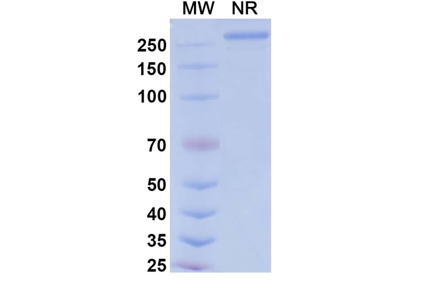 SDS-PAGE - Tarcocimab Biosimilar - Anti-VEGFA Antibody - BSA and Azide free (A339164) - Antibodies.com