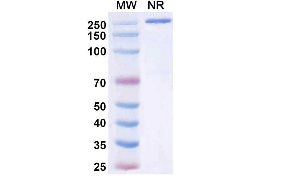 SDS-PAGE - Tuvonralimab Biosimilar - Anti-CTLA-4 Antibody - BSA and Azide free (A339165) - Antibodies.com