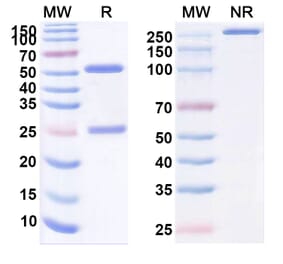 SDS-PAGE - Ecleralimab Biosimilar - Anti-TSLP Antibody - BSA and Azide free (A339166) - Antibodies.com