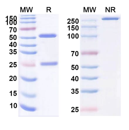 SDS-PAGE - Ecleralimab Biosimilar - Anti-TSLP Antibody - BSA and Azide free (A339166) - Antibodies.com