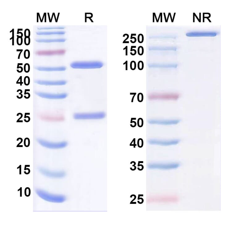 SDS-PAGE - Ecleralimab Biosimilar - Anti-TSLP Antibody - BSA and Azide free (A339166) - Antibodies.com