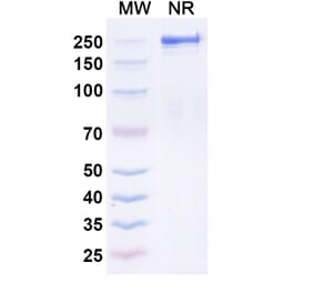 SDS-PAGE - Quisovalimab Biosimilar - Anti-LIGHT Antibody - BSA and Azide free (A339168) - Antibodies.com
