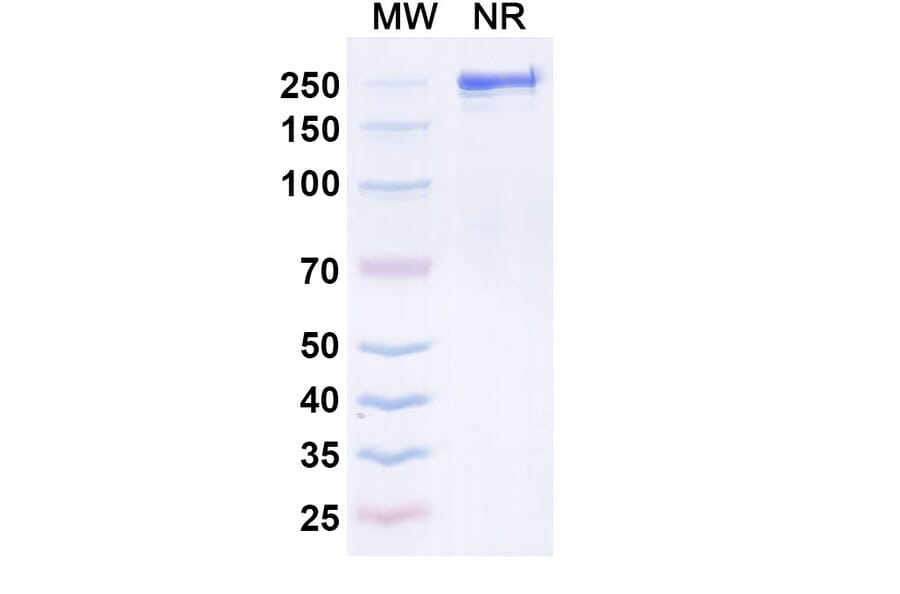 SDS-PAGE - Quisovalimab Biosimilar - Anti-LIGHT Antibody - BSA and Azide free (A339168) - Antibodies.com