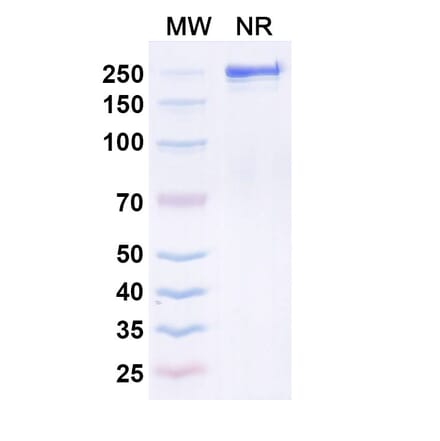 SDS-PAGE - Quisovalimab Biosimilar - Anti-LIGHT Antibody - BSA and Azide free (A339168) - Antibodies.com