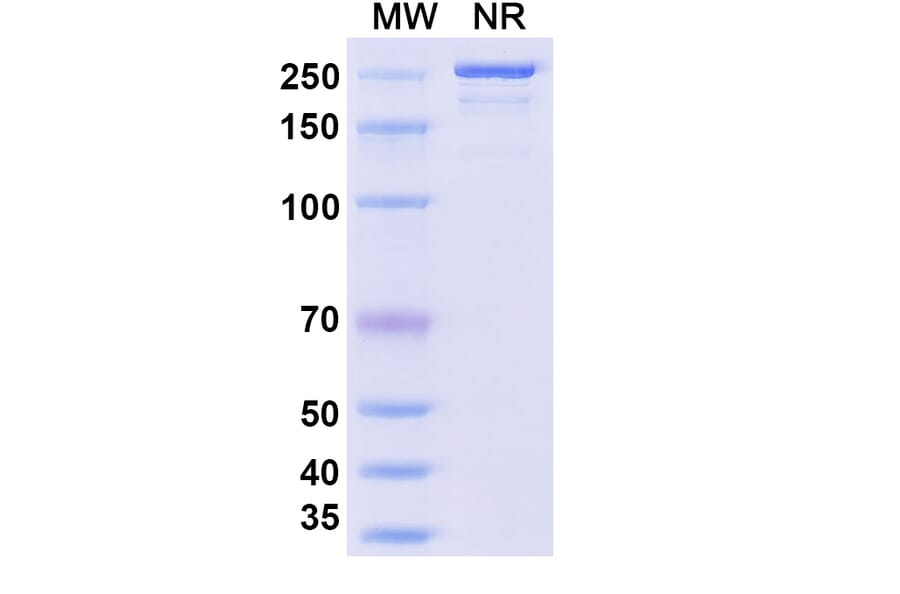 SDS-PAGE - Quisovalimab Biosimilar - Anti-LIGHT Antibody - BSA and Azide free (A339168) - Antibodies.com