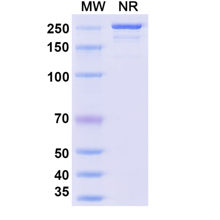 SDS-PAGE - Quisovalimab Biosimilar - Anti-LIGHT Antibody - BSA and Azide free (A339168) - Antibodies.com