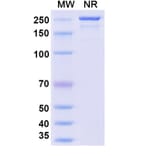 SDS-PAGE - Quisovalimab Biosimilar - Anti-LIGHT Antibody - BSA and Azide free (A339168) - Antibodies.com