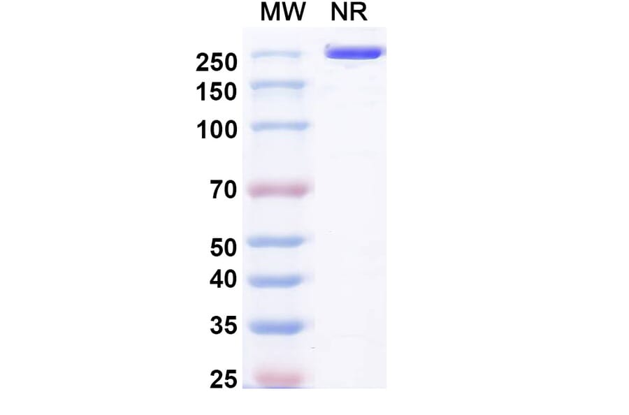 SDS-PAGE - Pulocimab Biosimilar - Anti-VEGF Receptor 2 Antibody - BSA and Azide free (A339169) - Antibodies.com