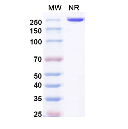SDS-PAGE - Pulocimab Biosimilar - Anti-VEGF Receptor 2 Antibody - BSA and Azide free (A339169) - Antibodies.com