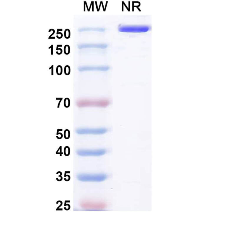 SDS-PAGE - Pulocimab Biosimilar - Anti-VEGF Receptor 2 Antibody - BSA and Azide free (A339169) - Antibodies.com