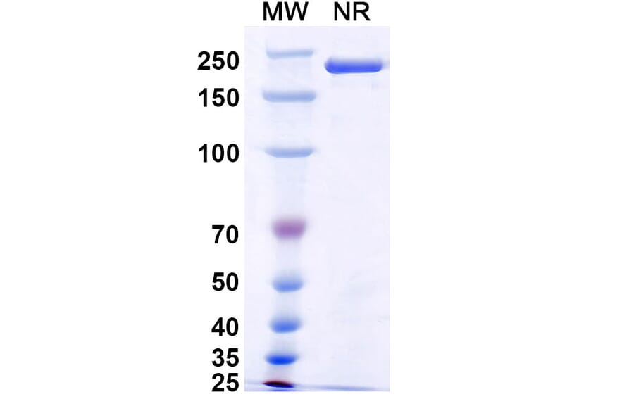 SDS-PAGE - Pulocimab Biosimilar - Anti-VEGF Receptor 2 Antibody - BSA and Azide free (A339169) - Antibodies.com