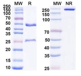 SDS-PAGE - Ligufalimab Biosimilar - Anti-CD47 Antibody - BSA and Azide free (A339170) - Antibodies.com