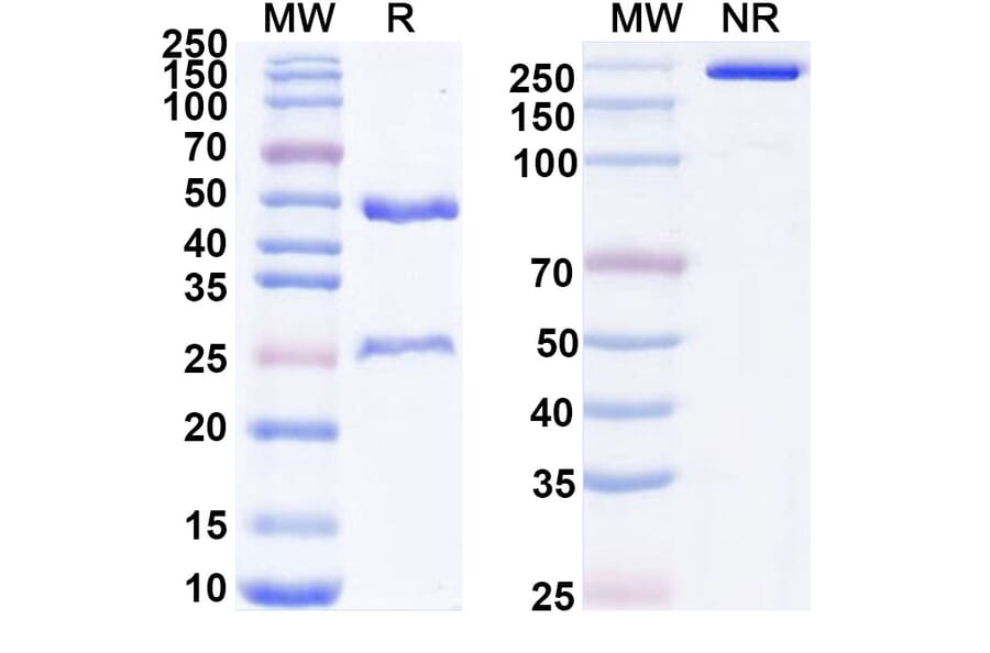 SDS-PAGE - Ligufalimab Biosimilar - Anti-CD47 Antibody - BSA and Azide free (A339170) - Antibodies.com
