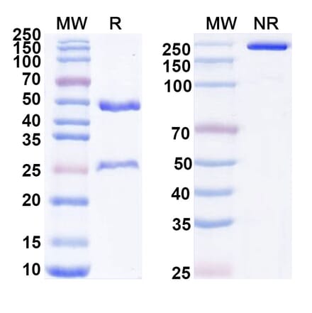 SDS-PAGE - Ligufalimab Biosimilar - Anti-CD47 Antibody - BSA and Azide free (A339170) - Antibodies.com