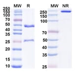 SDS-PAGE - Ligufalimab Biosimilar - Anti-CD47 Antibody - BSA and Azide free (A339170) - Antibodies.com
