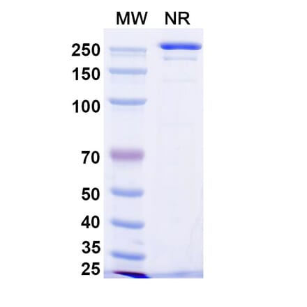 SDS-PAGE - Manfidokimab Biosimilar - Anti-IL-4R Antibody - BSA and Azide free (A339171) - Antibodies.com