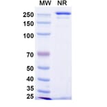 SDS-PAGE - Manfidokimab Biosimilar - Anti-IL-4R Antibody - BSA and Azide free (A339171) - Antibodies.com