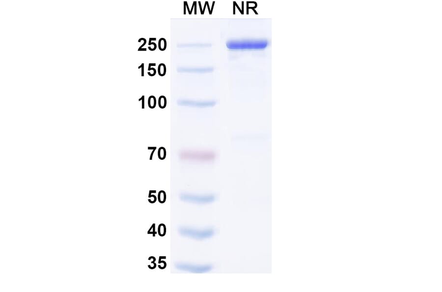SDS-PAGE - Manfidokimab Biosimilar - Anti-IL-4R Antibody - BSA and Azide free (A339171) - Antibodies.com