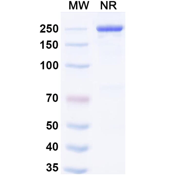 SDS-PAGE - Manfidokimab Biosimilar - Anti-IL-4R Antibody - BSA and Azide free (A339171) - Antibodies.com
