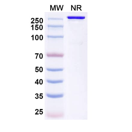 SDS-PAGE - Trinbelimab Biosimilar - Anti-RhD Antibody - BSA and Azide free (A339172) - Antibodies.com