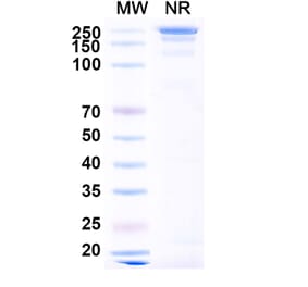 SDS-PAGE - Barzolvolimab Biosimilar - Anti-c-Kit Antibody - BSA and Azide free (A339173) - Antibodies.com