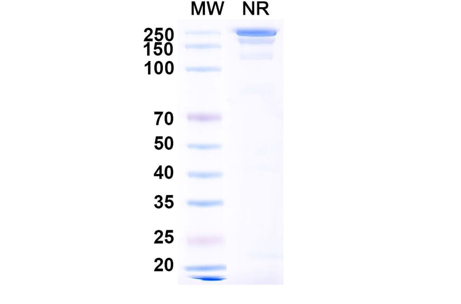 SDS-PAGE - Barzolvolimab Biosimilar - Anti-c-Kit Antibody - BSA and Azide free (A339173) - Antibodies.com