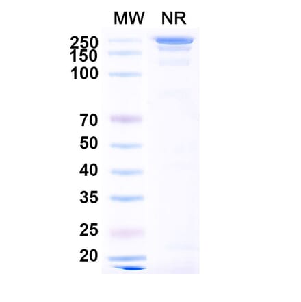 SDS-PAGE - Barzolvolimab Biosimilar - Anti-c-Kit Antibody - BSA and Azide free (A339173) - Antibodies.com