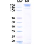 SDS-PAGE - Barzolvolimab Biosimilar - Anti-c-Kit Antibody - BSA and Azide free (A339173) - Antibodies.com