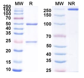 SDS-PAGE - Eblasakimab Biosimilar - Anti-IL13 Receptor alpha 1 Antibody - BSA and Azide free (A339175) - Antibodies.com