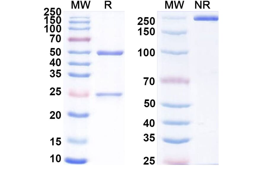 SDS-PAGE - Eblasakimab Biosimilar - Anti-IL13 Receptor alpha 1 Antibody - BSA and Azide free (A339175) - Antibodies.com