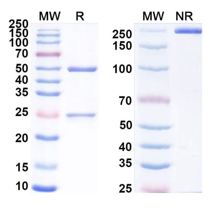 SDS-PAGE - Eblasakimab Biosimilar - Anti-IL13 Receptor alpha 1 Antibody - BSA and Azide free (A339175) - Antibodies.com