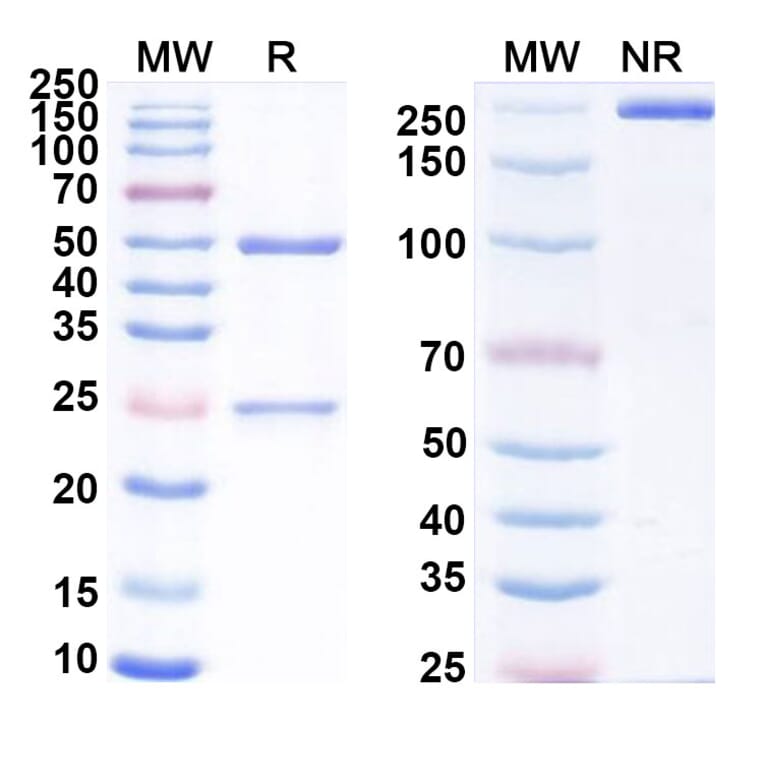 SDS-PAGE - Eblasakimab Biosimilar - Anti-IL13 Receptor alpha 1 Antibody - BSA and Azide free (A339175) - Antibodies.com